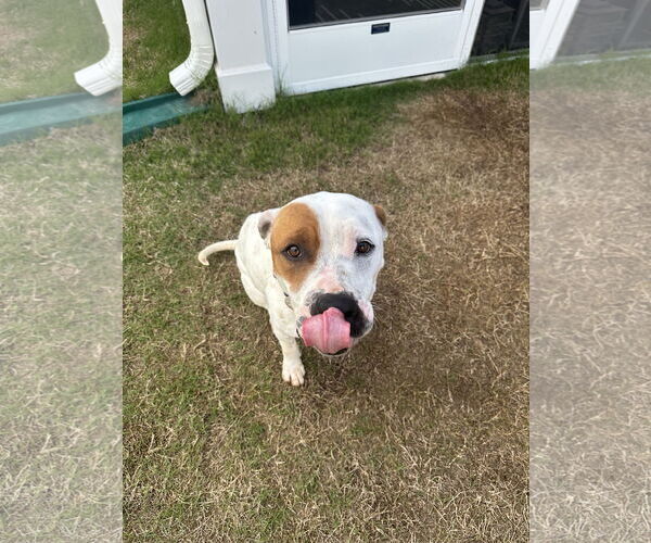 Medium Photo #3 American Pit Bull Terrier-American Staffordshire Terrier Mix Puppy For Sale in Holly Springs, NC, USA