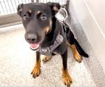 Small Photo #2 Labrottie Puppy For Sale in Houston, TX, USA