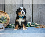 Puppy Beauty Bernese Mountain Dog