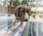 Small Photo #8 German Shorthaired Pointer Puppy For Sale in WOODLAND PARK, CO, USA
