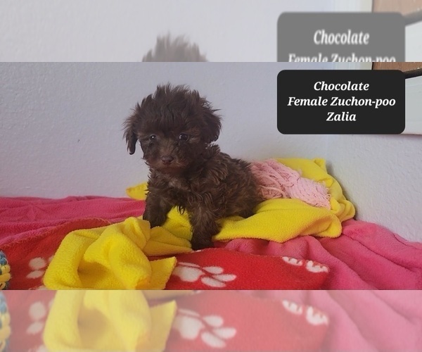 Medium Photo #4 Zuchon Puppy For Sale in TUCSON, AZ, USA