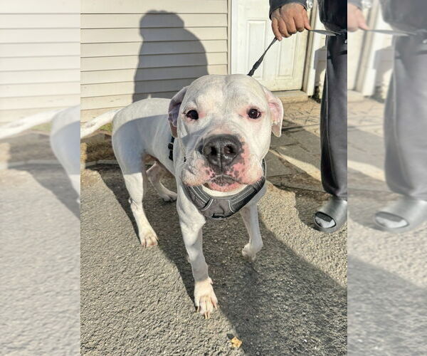 Medium Photo #3 American Pit Bull Terrier-Argentinian Mastiff Mix Puppy For Sale in Brewster, NY, USA