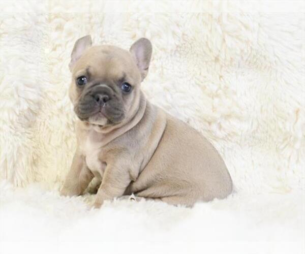 Medium Photo #1 French Bulldog Puppy For Sale in TAMPA, FL, USA