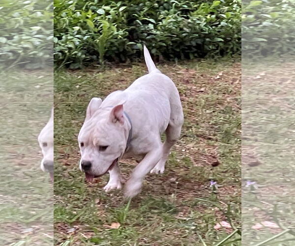 Medium Photo #6 American Bulldog Puppy For Sale in Columbia, SC, USA