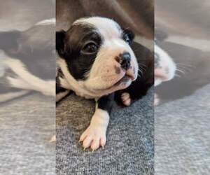 Boston Terrier Puppy for sale in INDEPENDENCE, MO, USA