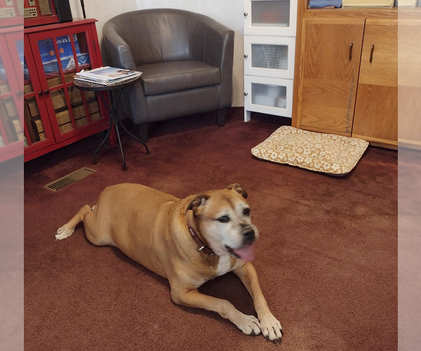 Medium Photo #3 Bull-Boxer Puppy For Sale in Camden, SC, USA