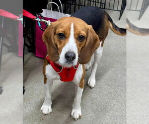 Beagle Dogs for adoption in Fairfax, VA, USA