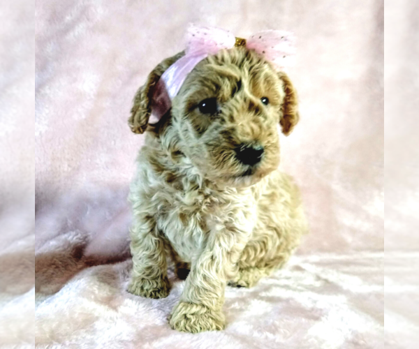Medium Photo #12 Goldendoodle Puppy For Sale in PAULINE, SC, USA
