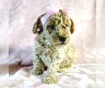 Small Photo #12 Goldendoodle Puppy For Sale in PAULINE, SC, USA