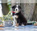 Small #2 Australian Shepherd