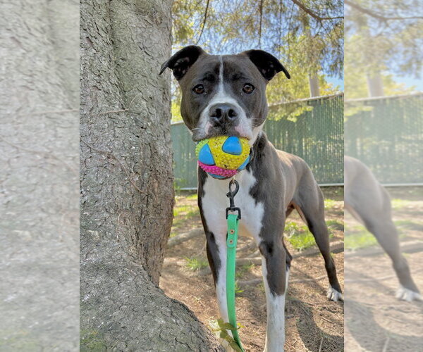 Medium Photo #35 American Pit Bull Terrier-Beagle Mix Puppy For Sale in Brewster, NY, USA