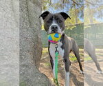 Small #34 American Pit Bull Terrier-Beagle Mix