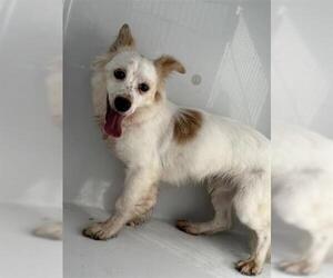 Chihuahua Dogs for adoption in Houston, TX, USA