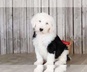 Poochon Puppy for sale in MOUNT VERNON, OH, USA