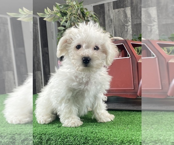 Medium Photo #1 Bichon Frise Puppy For Sale in CANOGA, NY, USA