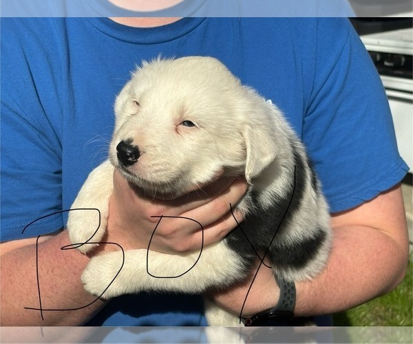 Medium Photo #4 Border Collie Puppy For Sale in MC DANIELS, KY, USA