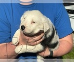 Small Photo #4 Border Collie Puppy For Sale in MC DANIELS, KY, USA