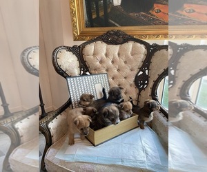 YorkiePoo-YorkiePoo Mix Puppy for sale in VALLEJO, CA, USA