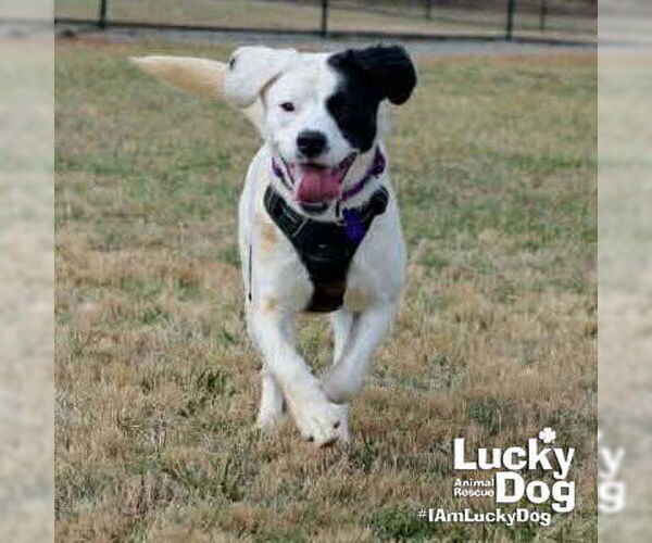 Medium Photo #4 Colonial Cocker Spaniel-Retriever  Mix Puppy For Sale in Washington, DC, USA