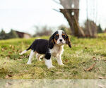 Small Photo #7 Cavalier King Charles Spaniel Puppy For Sale in WARSAW, IN, USA