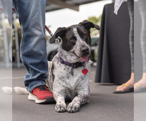Medium Photo #7 Dalmatian-Unknown Mix Puppy For Sale in San Diego, CA, USA
