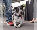 Small #6 Dalmatian Mix