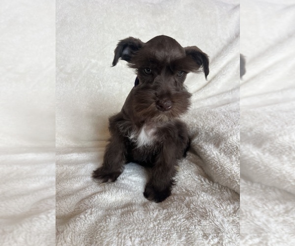 Medium Photo #4 Schnauzer (Miniature) Puppy For Sale in ROY, WA, USA