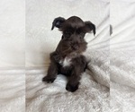 Small #3 Schnauzer (Miniature)