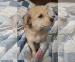 Small Photo #2 Cairn Terrier-Unknown Mix Puppy For Sale in Oakhurst, NJ, USA