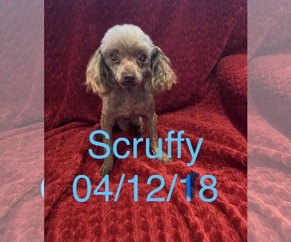 Medium Photo #4 Poodle (Toy) Puppy For Sale in Pacolet, SC, USA