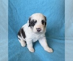 Small #2 Aussiedoodle