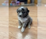 Small Photo #3 Miniature Australian Shepherd Puppy For Sale in HOWE, OK, USA
