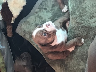 Olde English Bulldogge Puppy for sale in COLUMBIA, MD, USA