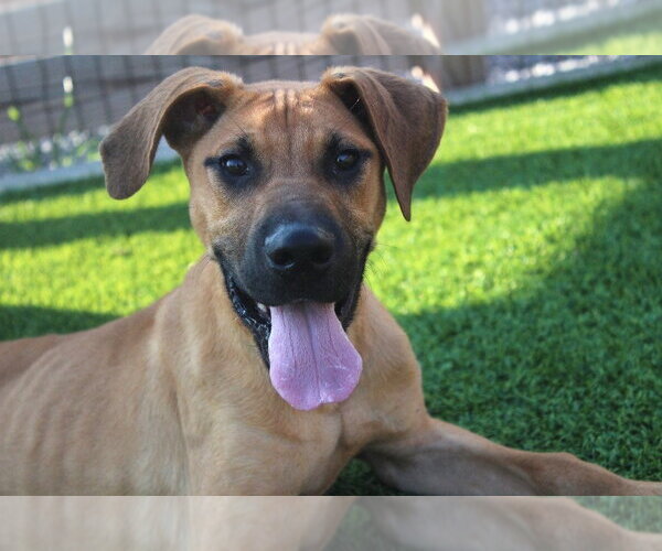 Medium Photo #1 Labrador Retriever-Unknown Mix Puppy For Sale in Chestertown, MD, USA
