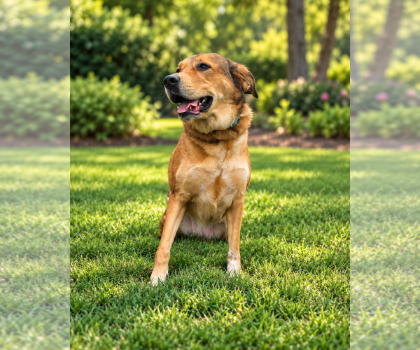 Medium Photo #3 Aussiedor Puppy For Sale in McKinney, TX, USA