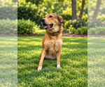 Small Photo #3 Aussiedor Puppy For Sale in McKinney, TX, USA