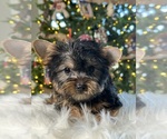 Small Photo #12 Yorkshire Terrier Puppy For Sale in ELMHURST, IL, USA