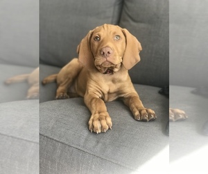 Vizsla Puppy for sale in PORTLAND, OR, USA