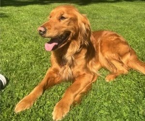 Mother of the Golden Retriever puppies born on 06/09/2025