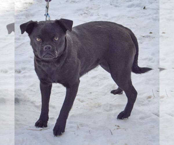 Medium Photo #3 Puggle Puppy For Sale in Huntley, IL, USA