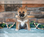Puppy Kiki Shiba Inu