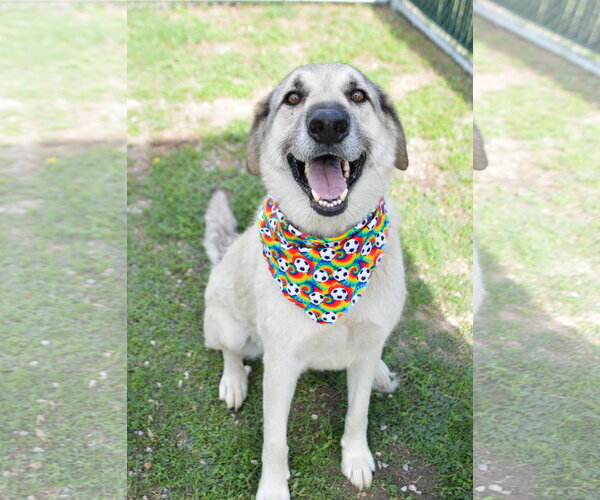 Medium Photo #2 Great Pyrenees-Unknown Mix Puppy For Sale in McKinney, TX, USA