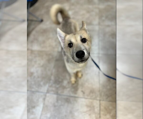 Medium Photo #16 Huskies -Unknown Mix Puppy For Sale in Dana Point, CA, USA