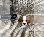 Small #7 Cavalier King Charles Spaniel