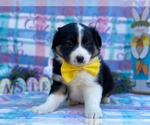 Border Collie-Golden Retriever Mix Puppy for sale in LANCASTER, PA, USA