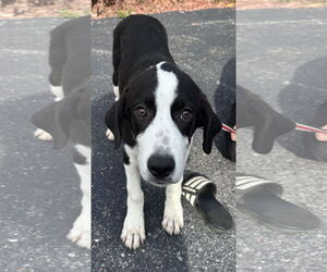 Mutt Dogs for adoption in Sterling, MA, USA