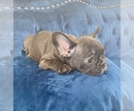 Small Photo #10 French Bulldog Puppy For Sale in NORTHBROOK, IL, USA