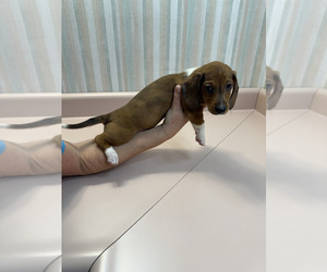 Dachshund Puppy for sale in TRENTON, TN, USA