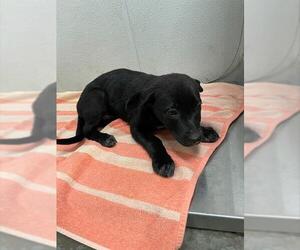Labrador Retriever Dogs for adoption in Rosenberg, TX, USA