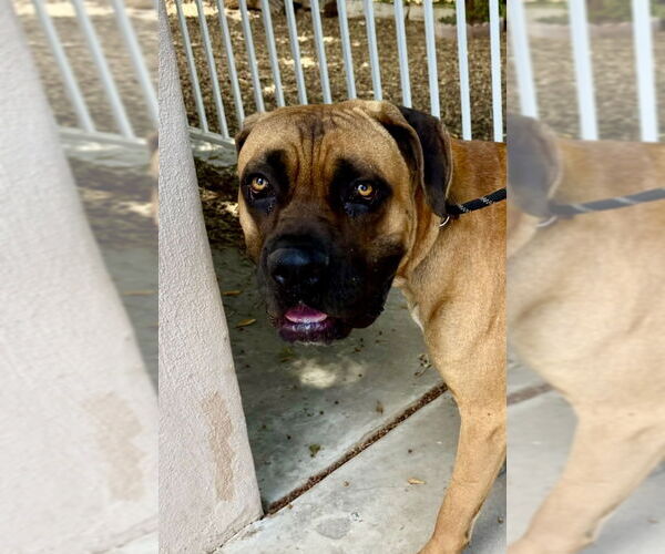 Medium Photo #3 Mastiff Puppy For Sale in Goodyear, AZ, USA